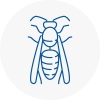 Shooters Hill Wasp Nest Removal